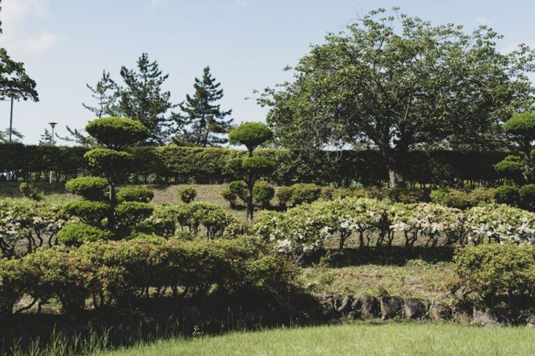 professional tree pruning